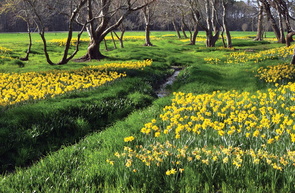 Rites of Spring: Historic Garden Week