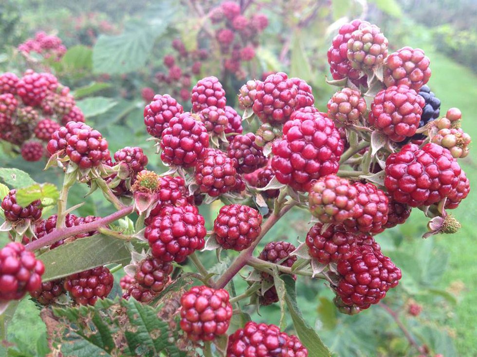 A Very Berry Summer