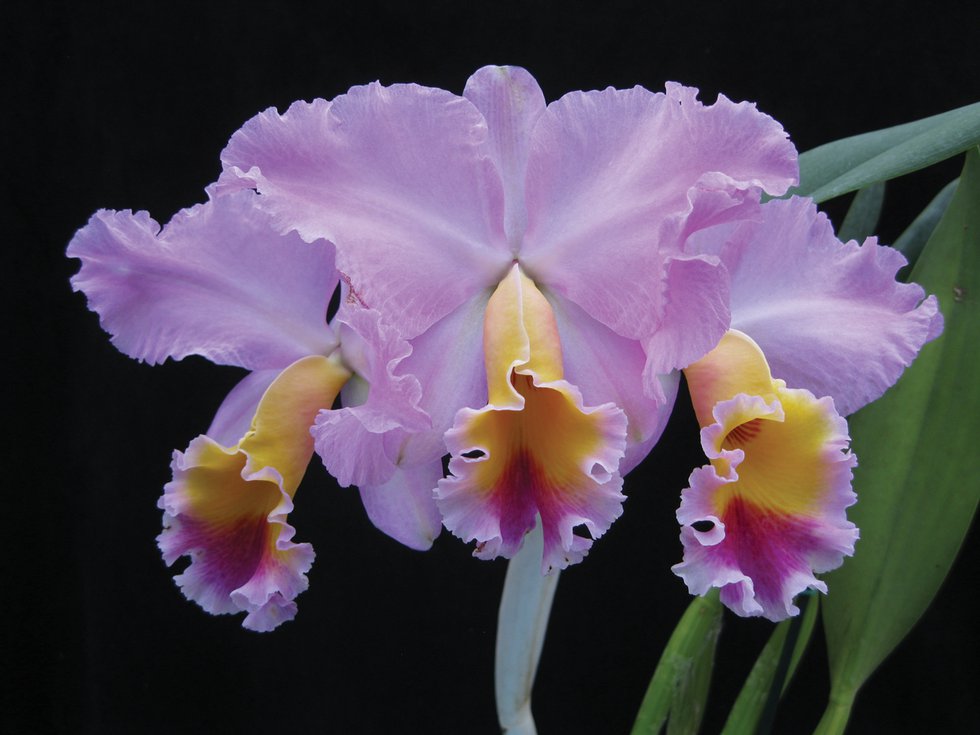 Noble Flower