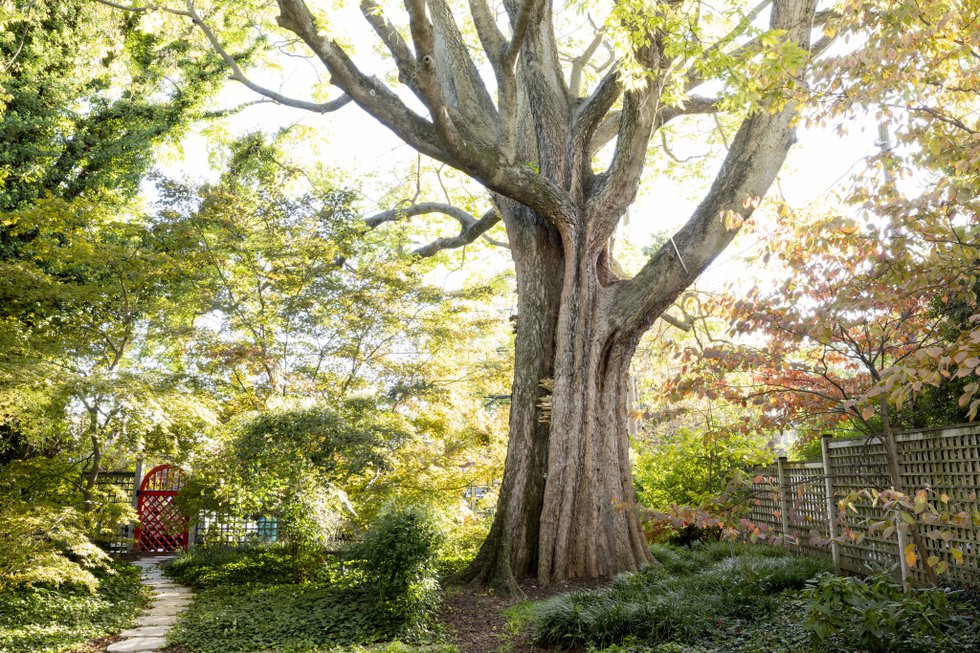 Destination Tree