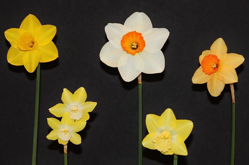 In Bloom