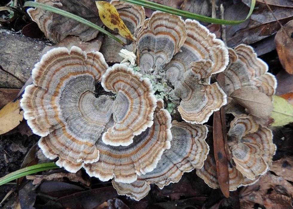 Wild Edibles of Virginia
