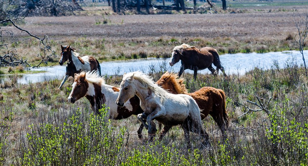 Pony Plan