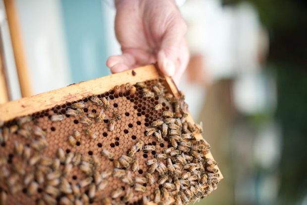 The Little Busy Bee