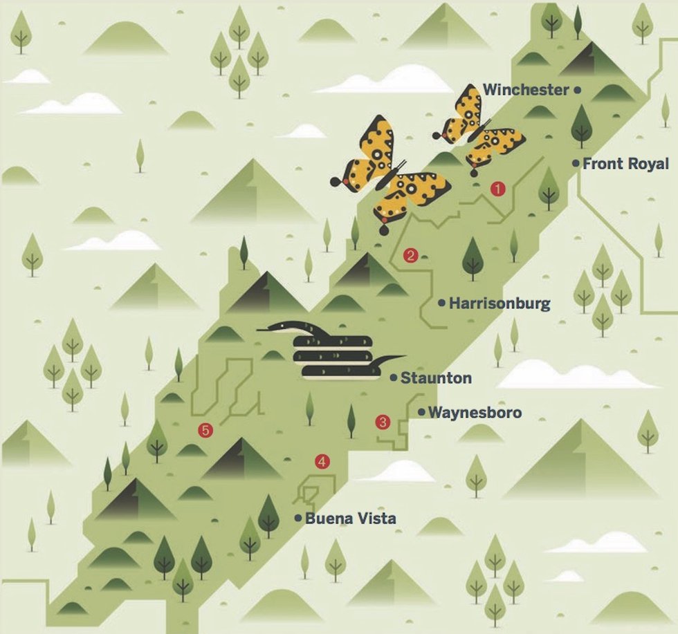 Bears, Butterflies, and Bluebirds