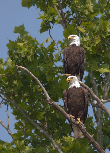 Eaglemania—The James River’s Resident Eagles!
