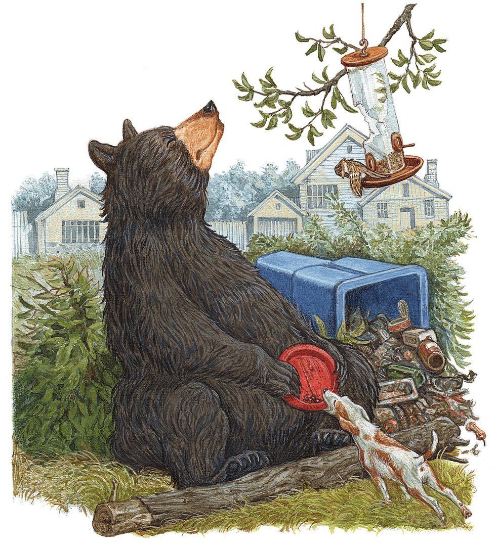 Where the Bears Are