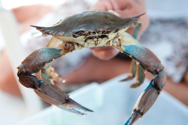 Soft Shell Central