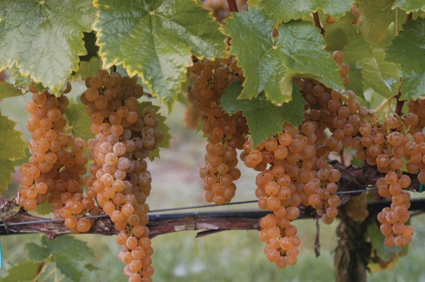From Vine to Wine