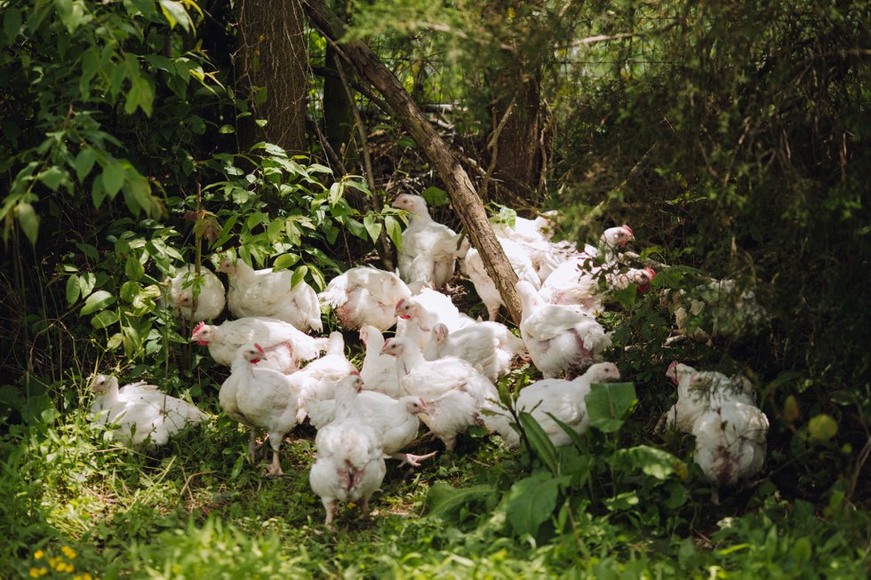 Happy Farmers, Healthy Chickens