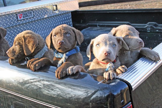 Made In Virginia 2013: Hope Springs Farm Chesapeake Bay Retrievers, Jeffersonton