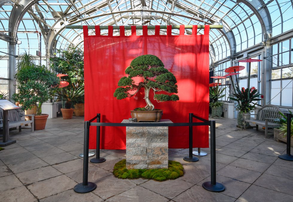 For the Love of Trees