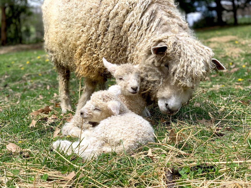 Wool Week
