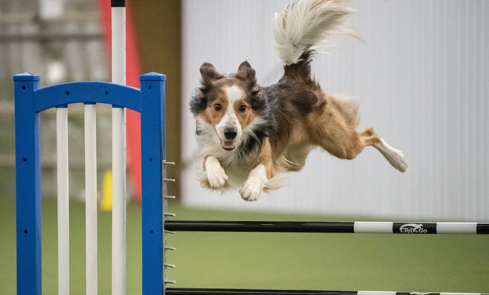 Level Up Dog Sports
