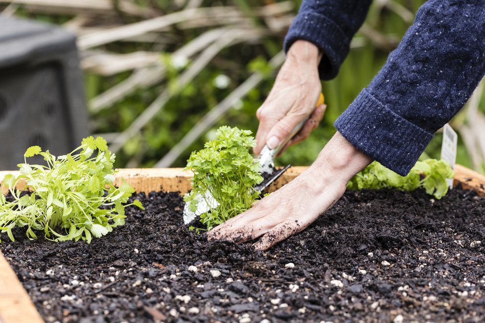 Garden in a Day
