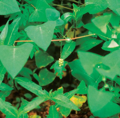 Pretty, Green—and Deadly