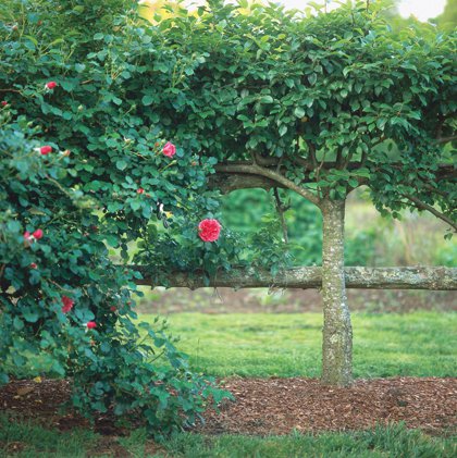 Springtime at Tuckahoe