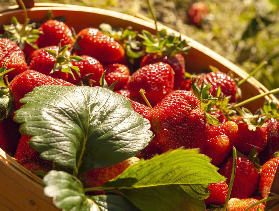 A Berry Good Time
