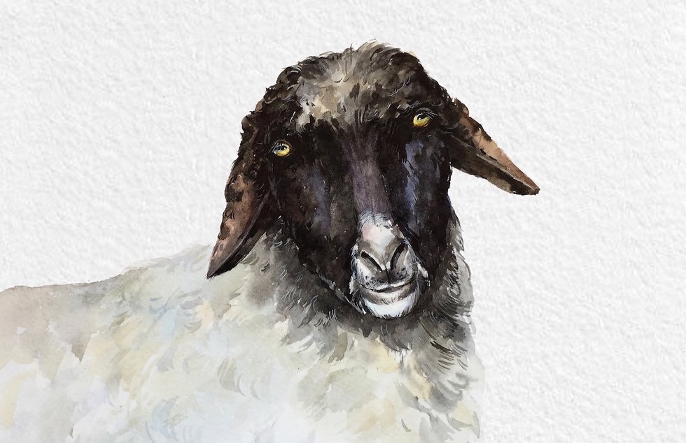 Finding Grace in the Slow Pace of Sheep