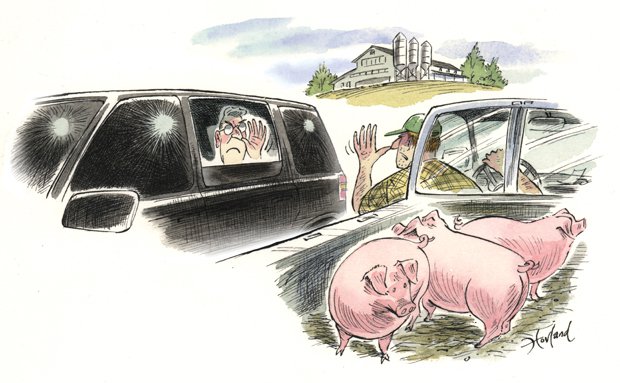 This Little Piggy