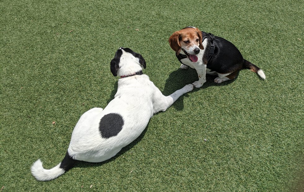 Sit. Stay. Play.