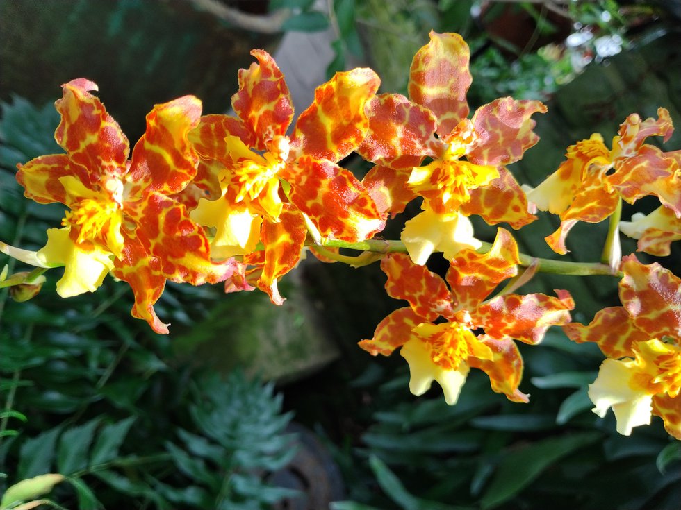 Orchid Showoffs