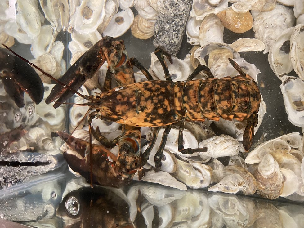 One Lucky Lobster