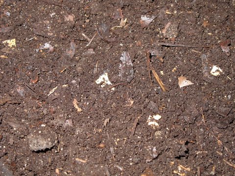 The Rewards of Composting