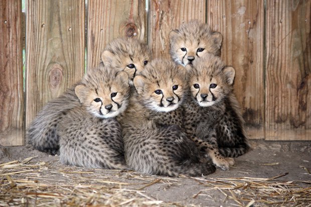 Say ‘Cheetah’!