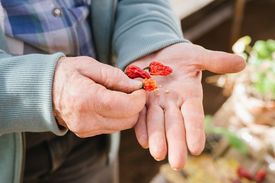 Saving Seeds