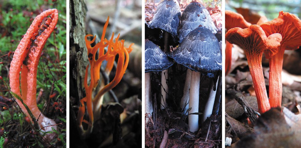Nature’s Industry