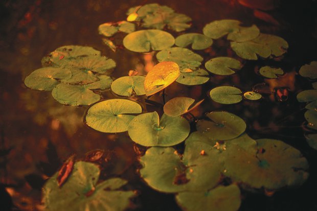 Healing Gardens