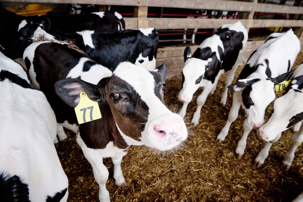 Dairy Farms and the New Agritourism