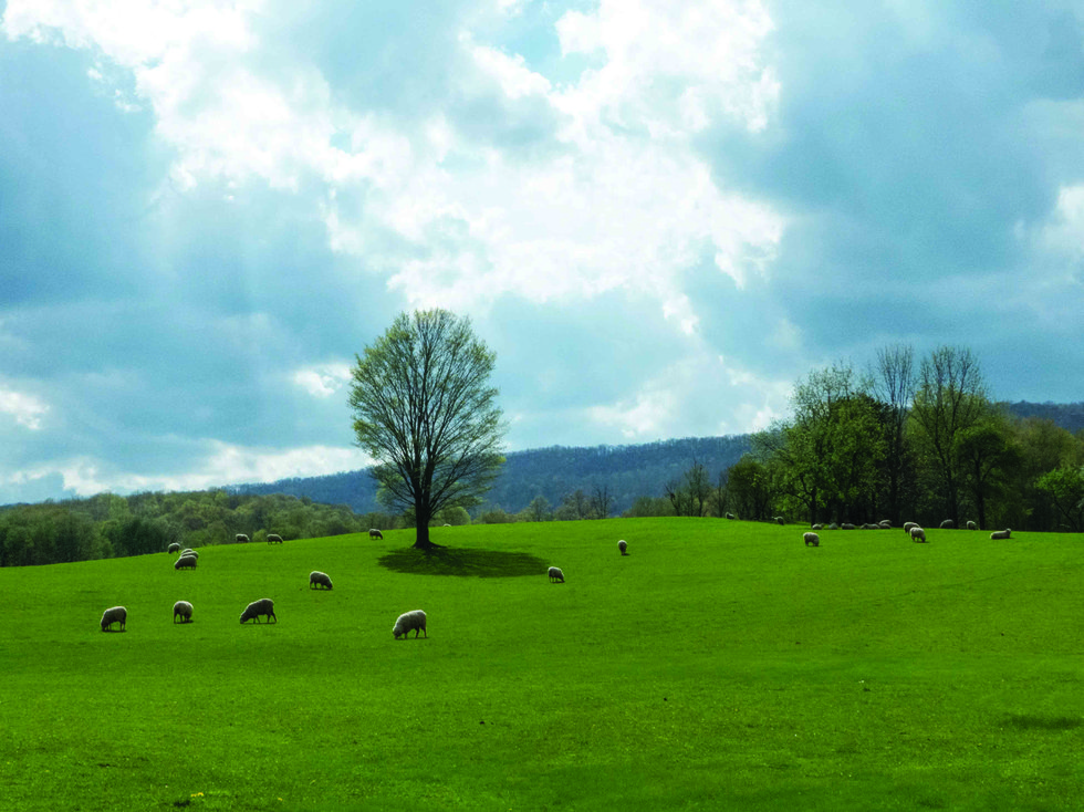 Local Lamb