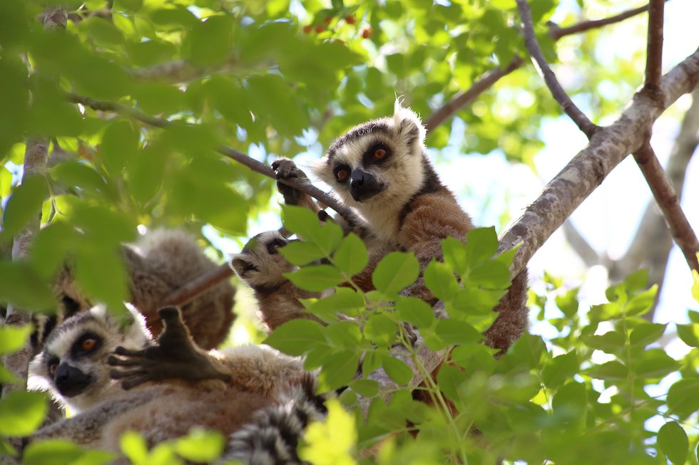 Madagascar in Virginia