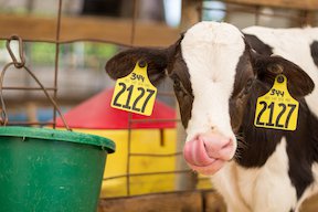 Dairy Reinvented