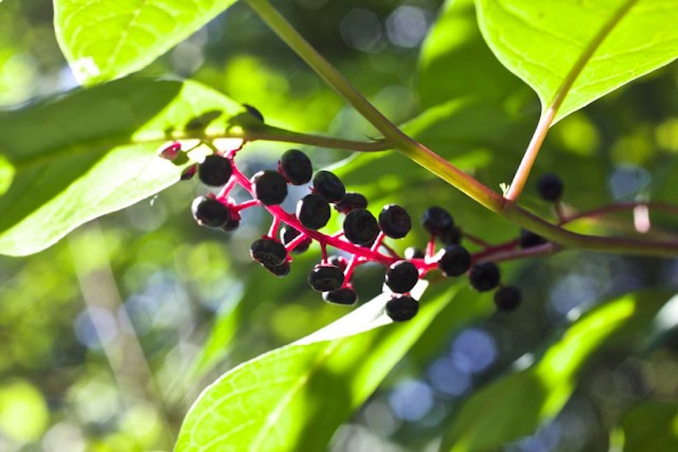 Botanical Beasts & Where to Find Them