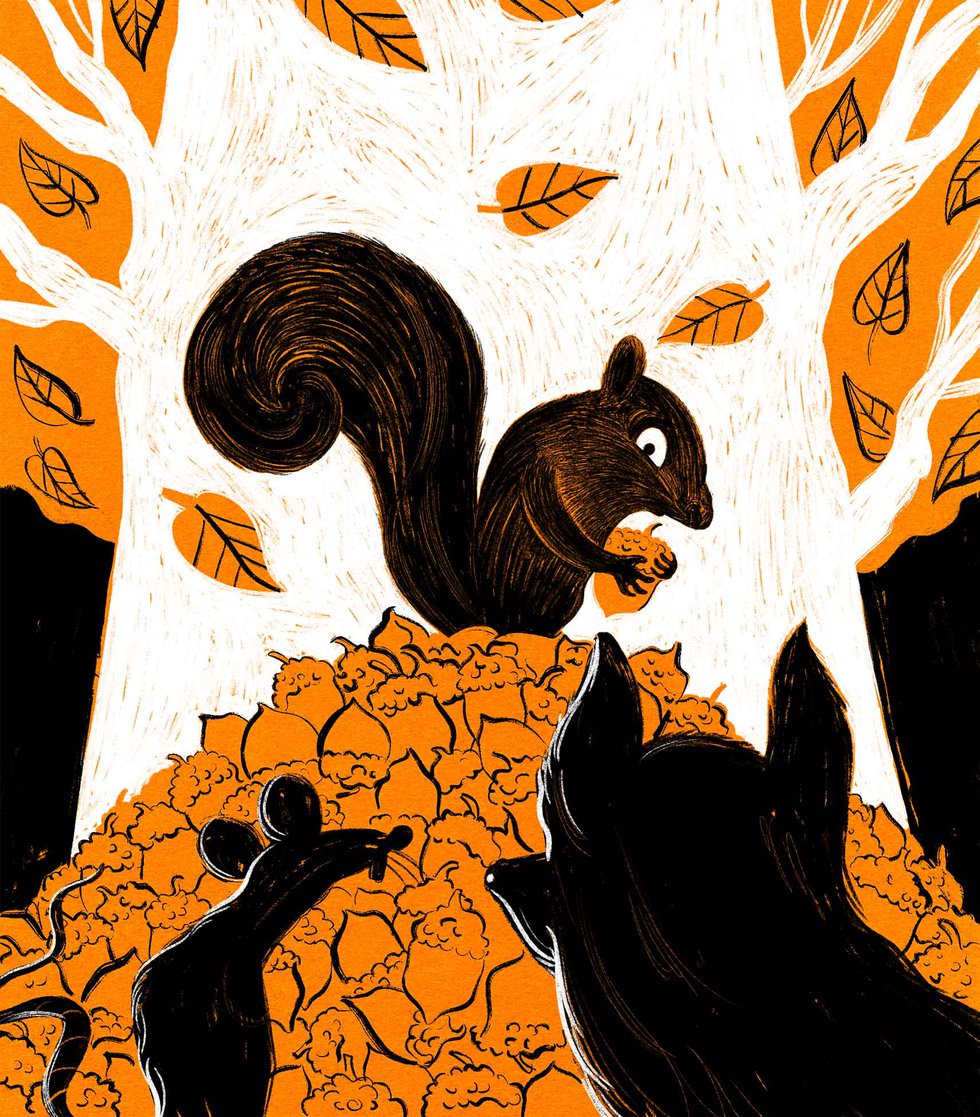 All About Acorns