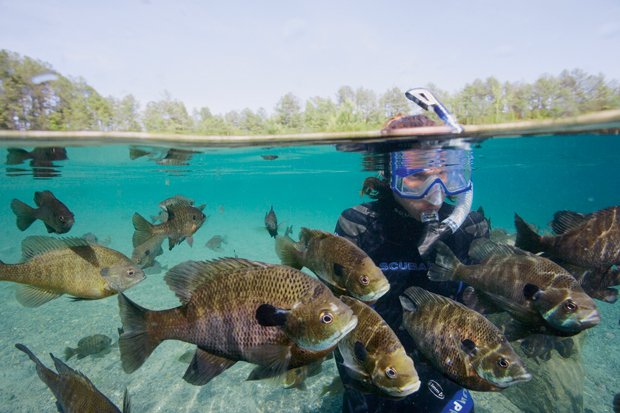 The Undersea World of Virginia