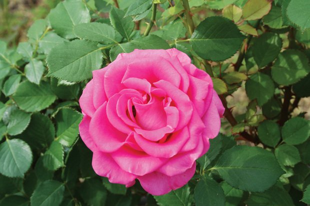 Return of a Rose