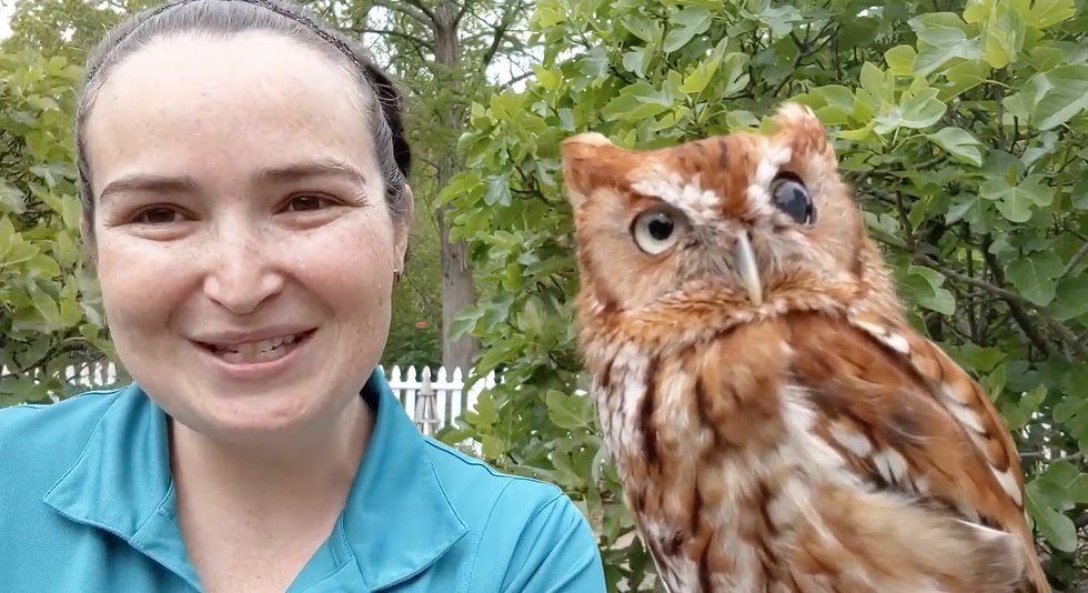 Animal Greetings