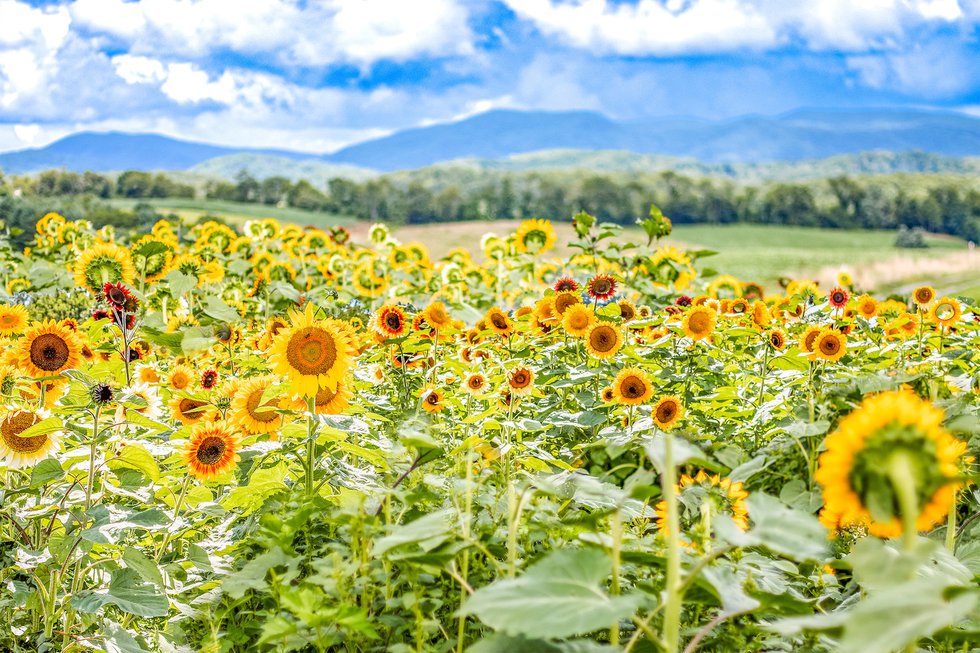 Virginia’s Best Sunflower Festivals
