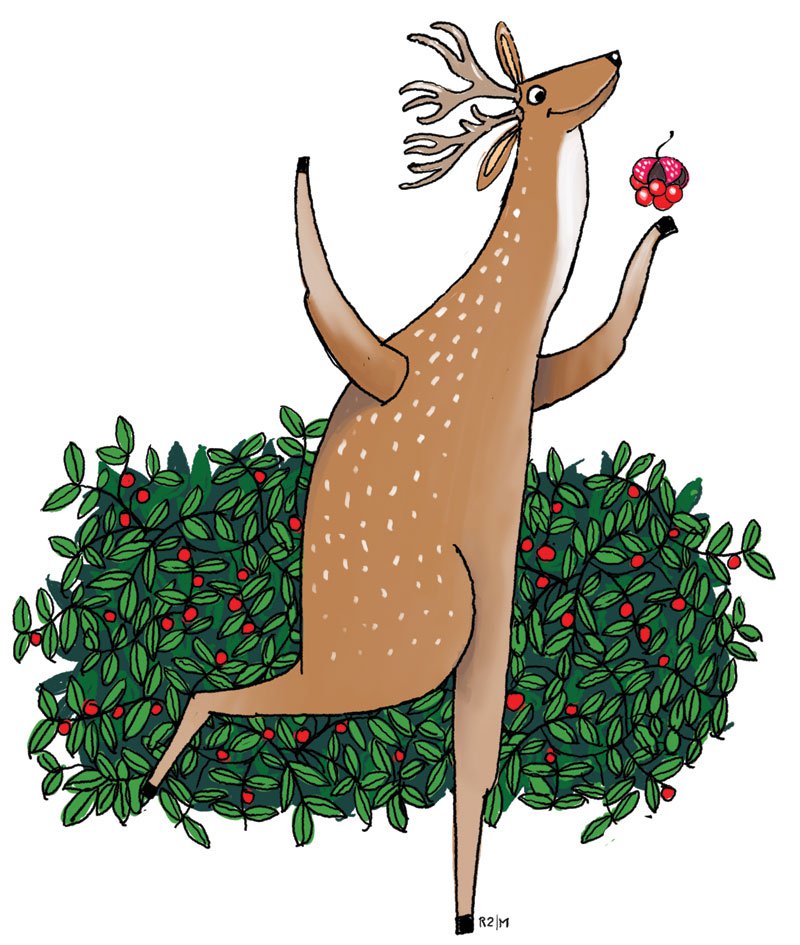 Deer Candy