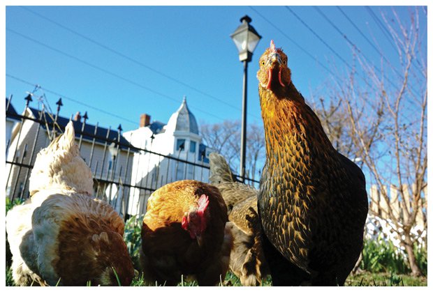 Poultry in Motion