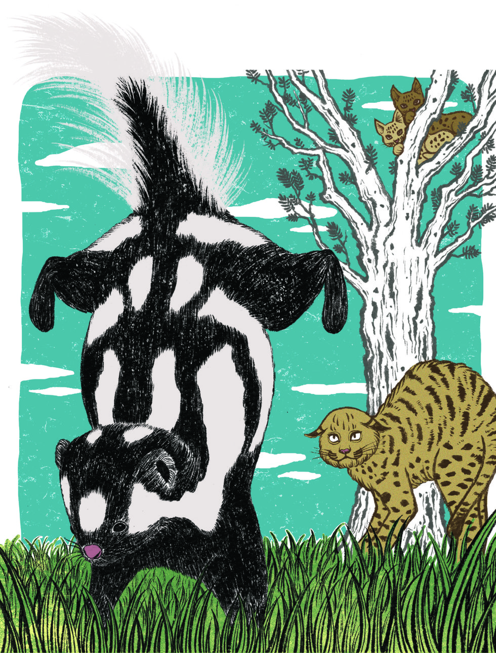 Skunk Hunt