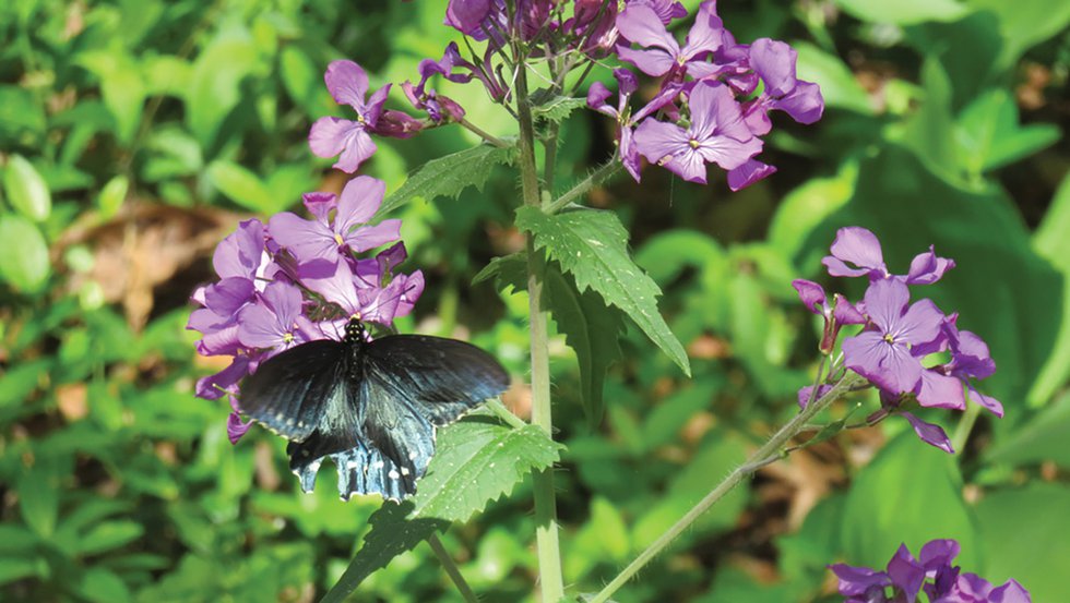 Native Garden