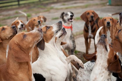 Hounds of the Middleburg Hunt