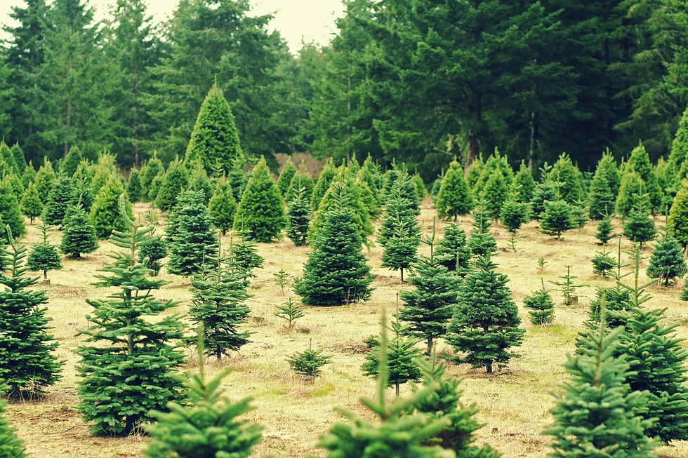 Oh, Tannenbaum