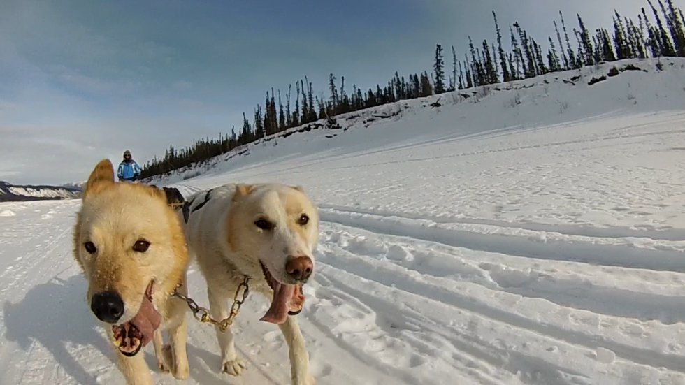Retired Alaskan Sled Dogs Enjoy Virginia