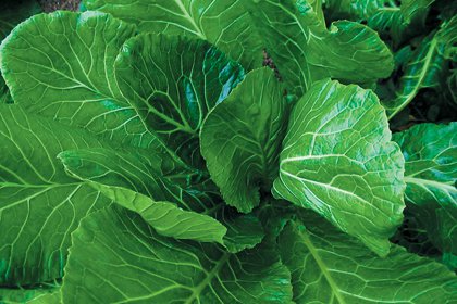 Heirloom Seeds